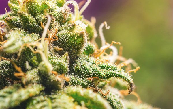 Moonrock cbd :  que devez-vous savoir sur ce produit ?